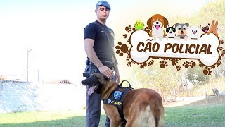 Saiba mais sobre o trabalho do cão policial