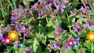 Медуница длиннолистная Блю Энсайн. Краткий обзор, описание pulmonaria longifolia Blue Ensign