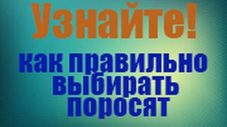 Секреты выбора поросят, которые быстро растут, дают хорошие привесы и не болеют