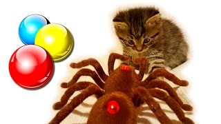 Маленький котенок играет с игрушками Смешной котенок❤Наши котята?