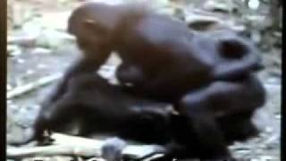 L'omosessualitá é naturale (Documentario sulla vita animale)