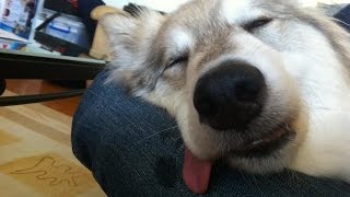 смешные видео про домашних животных, самое смешное видео 2016