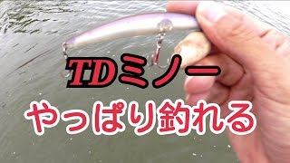 シーバス釣り ルアーフィッシング デイゲーム リバーシーバス 2
