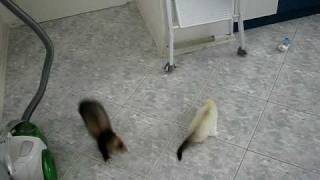 Young ferrets playing