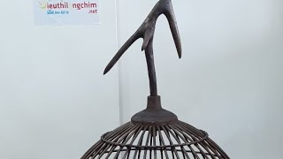 Lồng Cu Gáy Quả Bí Phiên Bản 2.0 Siêu Đặc Biệt