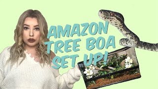 SETTING UP MY AMAZON TREE BOA ENCLOSURE! ( mite updates! )