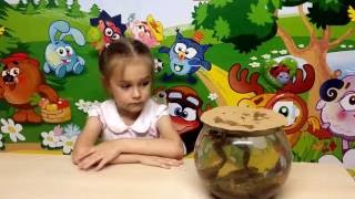 Стадии развития лягушек Познавательное видео для детей