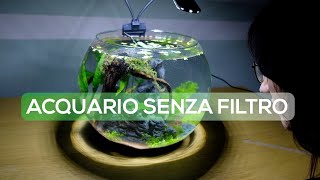 Acquario senza filtro in una boccia