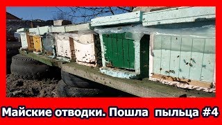 Майские отводки на одну рамку печатного расплода Часть 4 Пчеловодство 2019