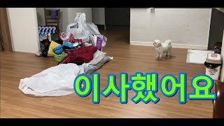 [강아지 일상 영상] 새집으로 이사했어요