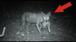 5 ЧУПАКАБР СНЯТЫХ НА КАМЕРУ