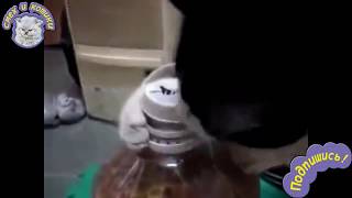 Кот Открывает Банку