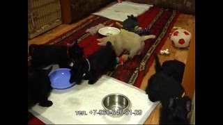 Щенки Скотч-Терьера.