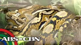 TV Patrol: Animal keeper, lady bus driver, at iba pang natatanging trabaho, ibinida