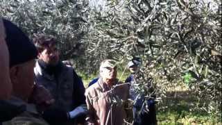 giornate dimostrative di potatura dell'olivo 3