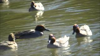 花島公園　水鳥　カモ　ニャンコ　はくせきれい　2013年1月27日