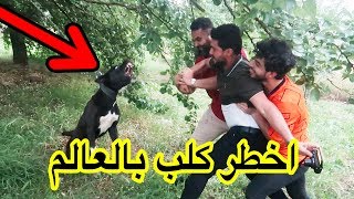 مقلب الكلب تحول لمآساة وعضه لكن.. #الحمدلله