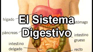 El Sistema Digestivo - Documental de Biología