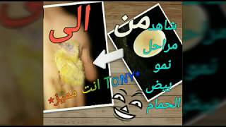 مراحل نمو بيض الحمام صور و فيديو ٭Tony انت مميز٭
