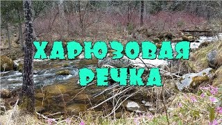 ?Весной хариус поднимается вверх по реке к местам нерестилищ...