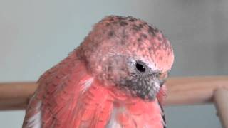 Sleepy Rosey Bourke Parakeet