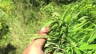 Seguimiento  Dream Team BSFseed/ Cosecha Lemon Haze y Critical+2/ Autocultivo 2019