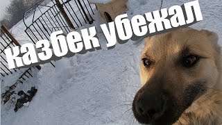 КАЗБЕК УБЕЖАЛ // РЕАКЦИЯ ДЯДИ ВИТИ