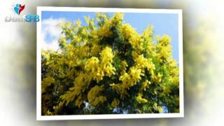 Престижная мимоза / Luxury mimosa (DeafSPB)