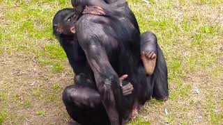 Chimpanzee Making Love ?. Chimpanzee Mating. Animal Mating.