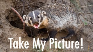 A Friendly Badger | Wildlife Photography in Jackson Hole