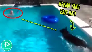 Luar Biasa! 10 Hewan Menyelamatkan Manusia Yang Bikin Terharu