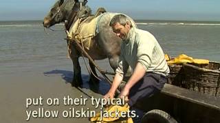 Shrimp fishing on horseback in Oostduinkerke