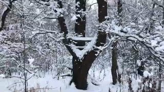 Приманка на кабана. Ждал кабана, вышла лошадь с седоком.