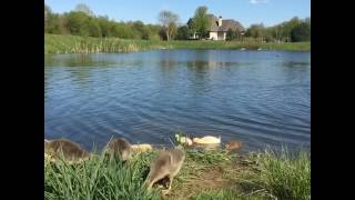 mallard mating a call duck