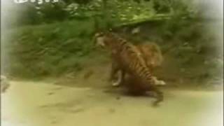 Wild Tigers encounter aggresive Lions! Rare must watch!@!