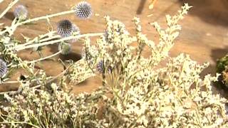 Fleurs séchées - Réaliser de beaux bouquets