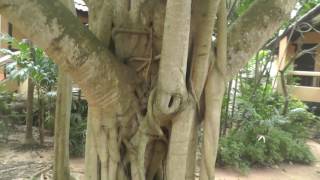 Территория  отеля  Botany Beach Resort Ботани Бич Резорт  Паттайя