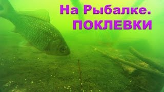 Поклевки на Поплавочную удочку карася, окуней, бычков. Съемка над и под водой