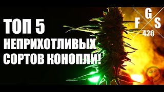 ТОП 5 неприхотливых сортов конопли!
