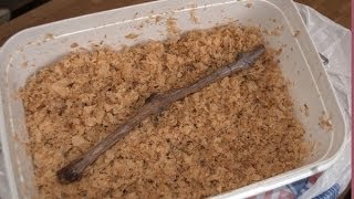 Виноград проращиваем черенки в опилках (1)