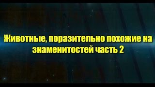 Животные, поразительно похожие на знаменитостей- 2.