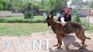 MALINOIS MALTRAITÉ SAUVETAGE