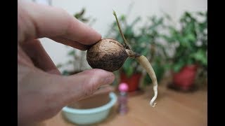 Ceviz Tohumu Çimlendirme, Ceviz, Walnut | 2018