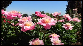 PEONY - ADELMAN GARDENS - BEAUTIFUL FLOWERS!