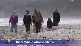 Orca Attacks Sharks on New Zealand Beach