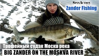 Трофейный судак на Москва реке. Зимний спиннинг.