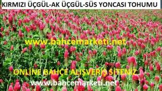 al üçgül,üçgül tohumu,kırmızı üçgül tohumu,süs yoncası tohumu,