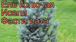 Ель колючая Исели Фастигиата (iseli fastigiate) ? обзор: как сажать, саженцы ели Исели Фастигиата