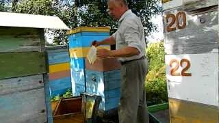 Пчеловодство bee(На пасеке Измайлова)