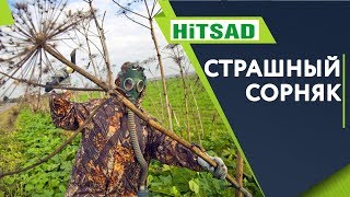 Срочно! Избавляемся От Борщевика Сосновского ✔️ Как вывести злостный сорняк ? Советы От Хитсад ТВ